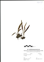 藏品(多形石葦)的圖片
